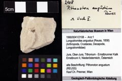 Foto (Objket + Etiketten) von Longodromites angustus (Reuss, 1858) 